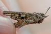 Acrotylus sp.